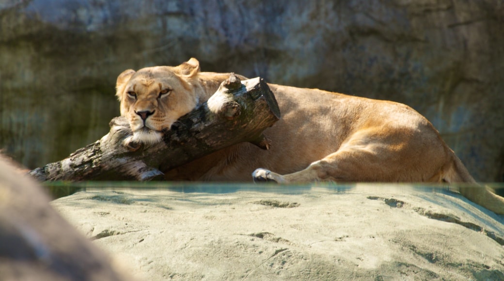 Oregon Zoo som viser farlige dyr og dyrehagedyr