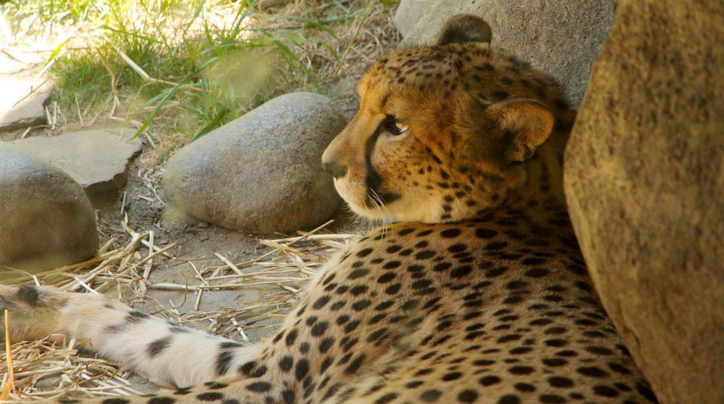 Oregon Zoo which includes dangerous animals and zoo animals