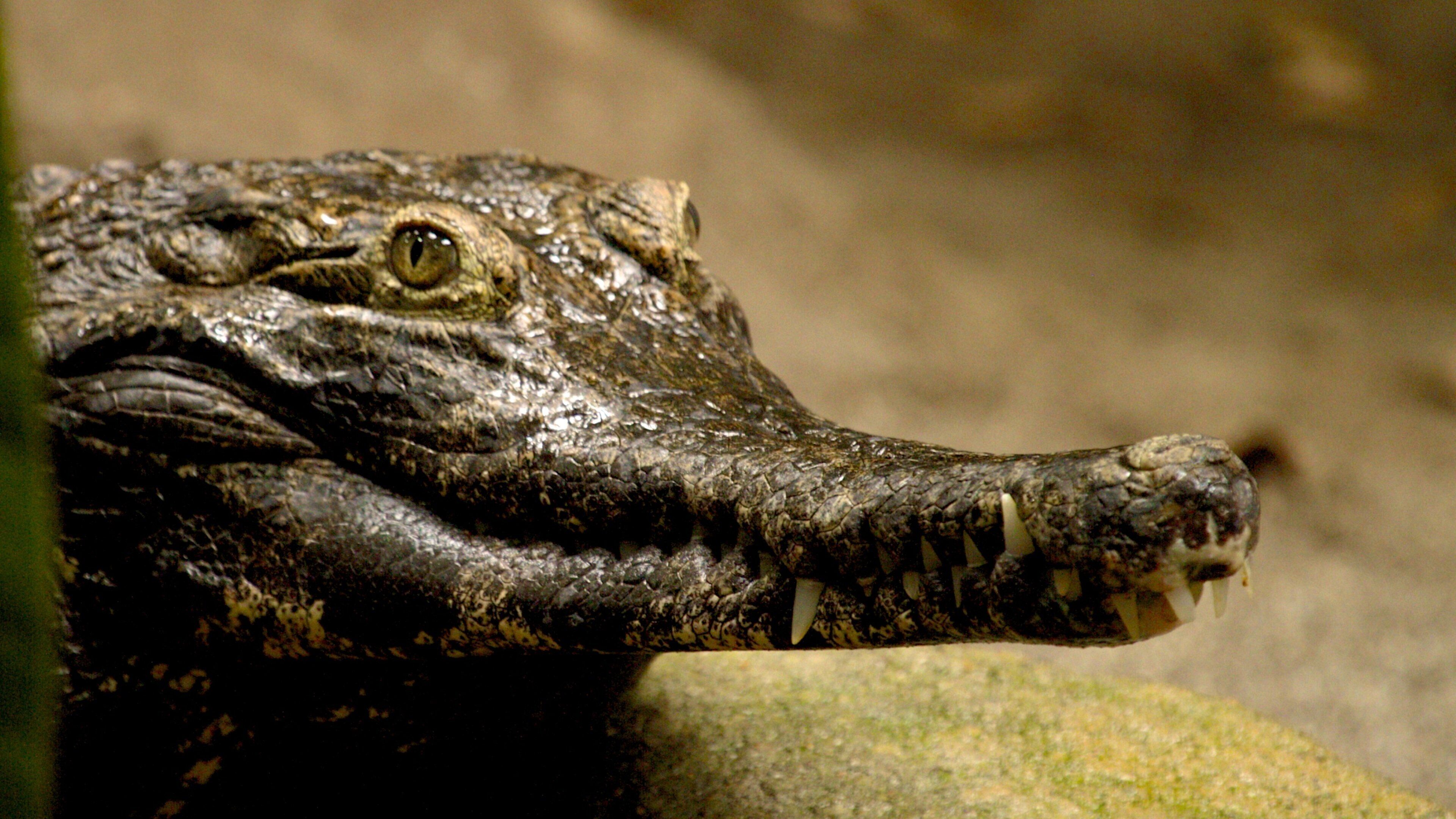 Crocodile resting near water in Oregon Zoo showcasing natural habitat and wildlife