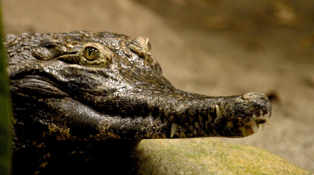 Crocodile resting near water in Oregon Zoo showcasing natural habitat and wildlife