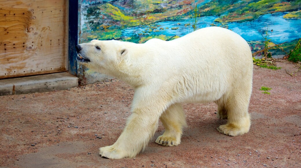 Quebec Aquarium Park showing land animals, marine life and zoo animals