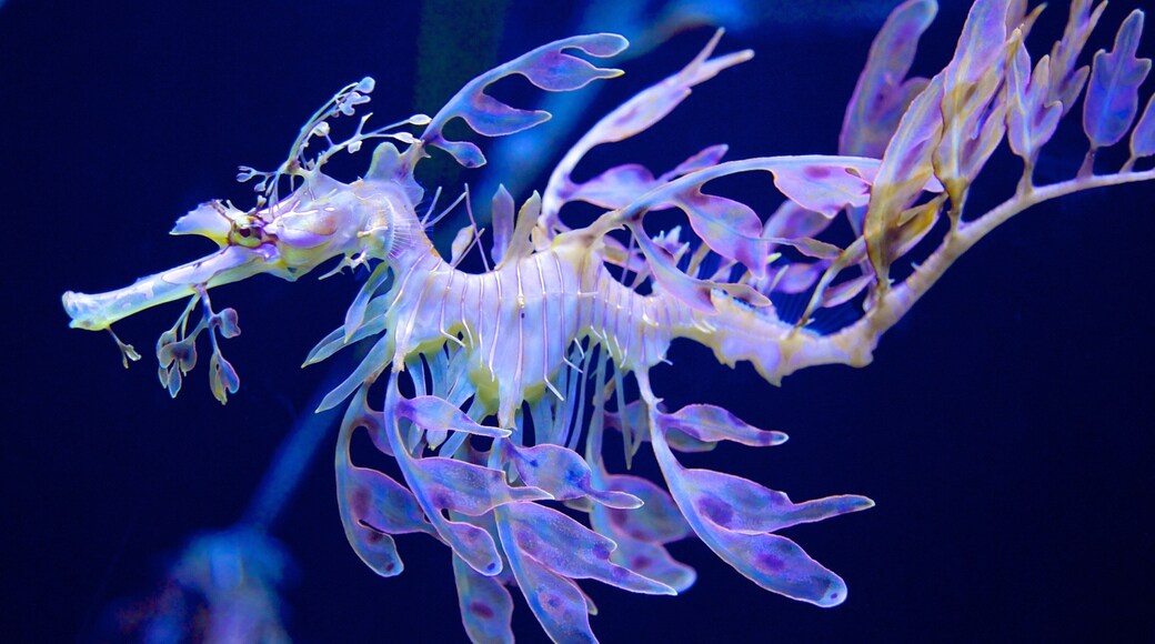 Quebec Aquarium Park which includes interior views and marine life