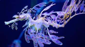 Quebec Aquarium Park which includes marine life and interior views