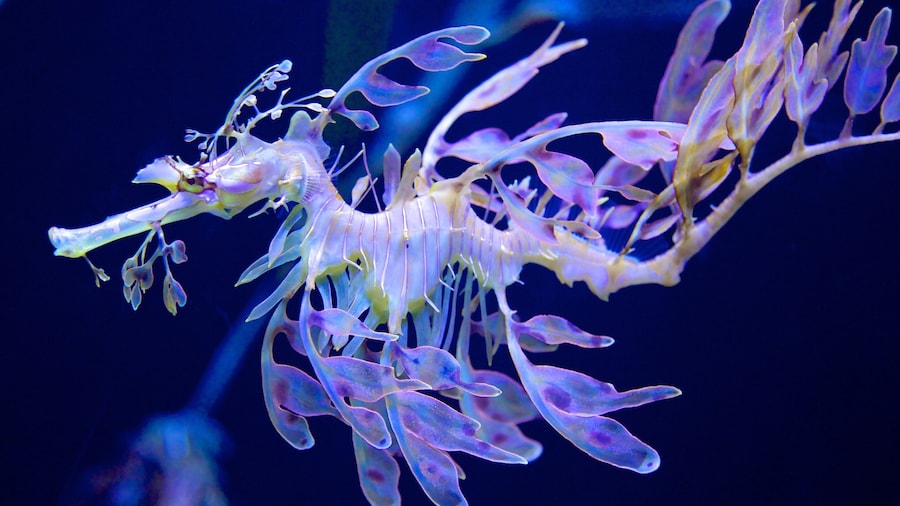 Quebec Aquarium Park showing marine life and interior views