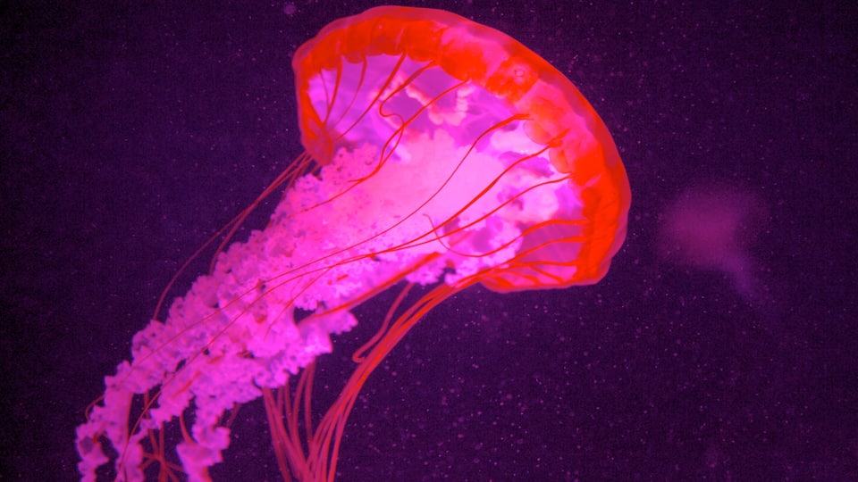 Aquarium of Quebec featuring marine life