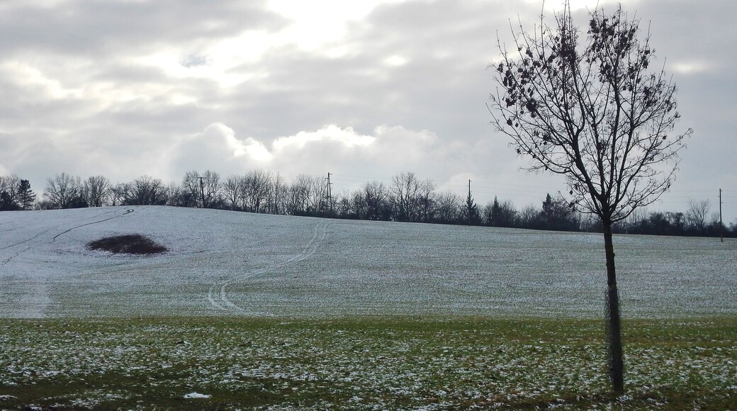Wiese bei Korntal-Münchingen