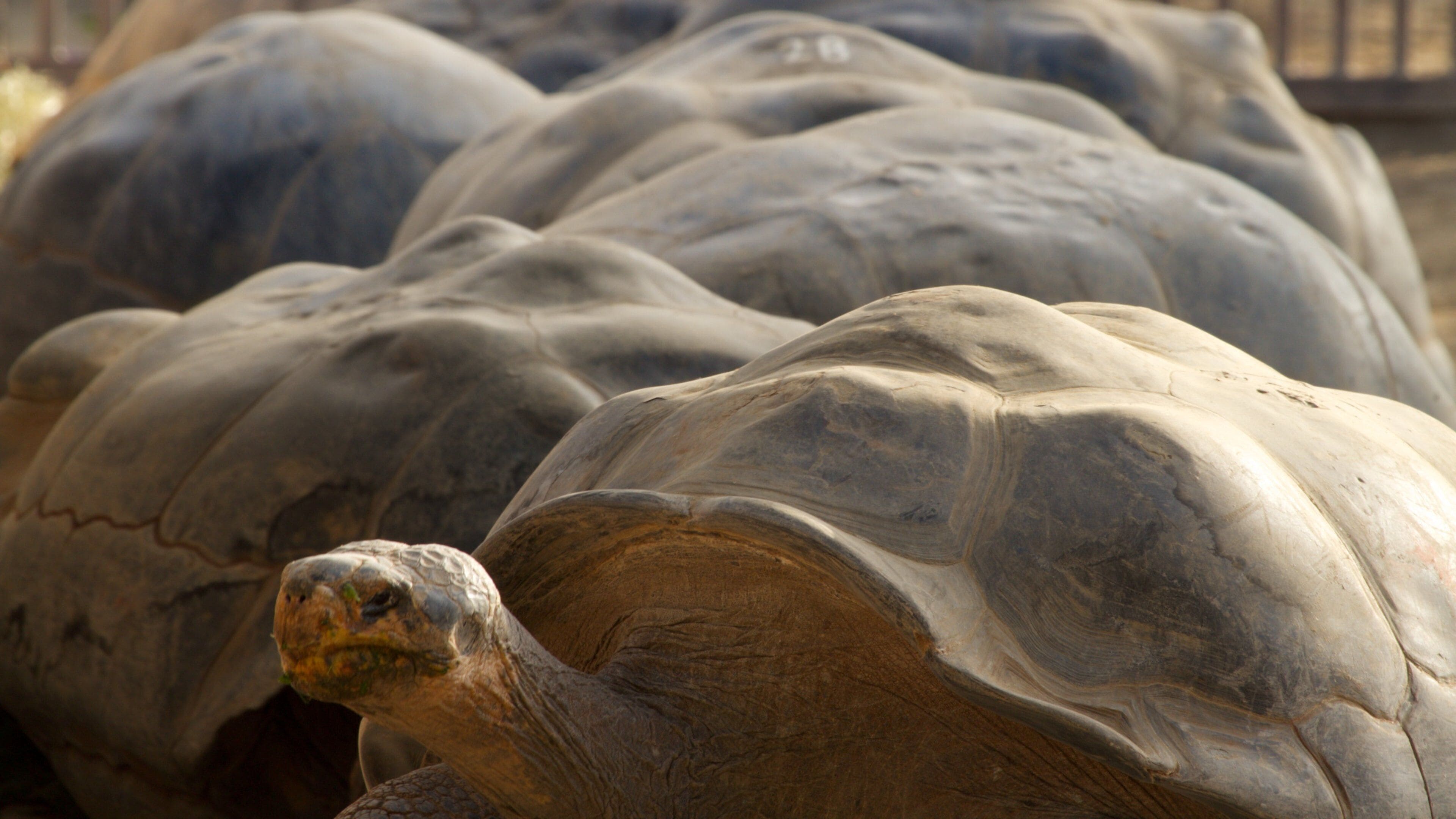 San Diego Zoo which includes zoo animals and animals