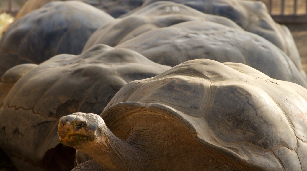 San Diego Zoo which includes zoo animals and animals