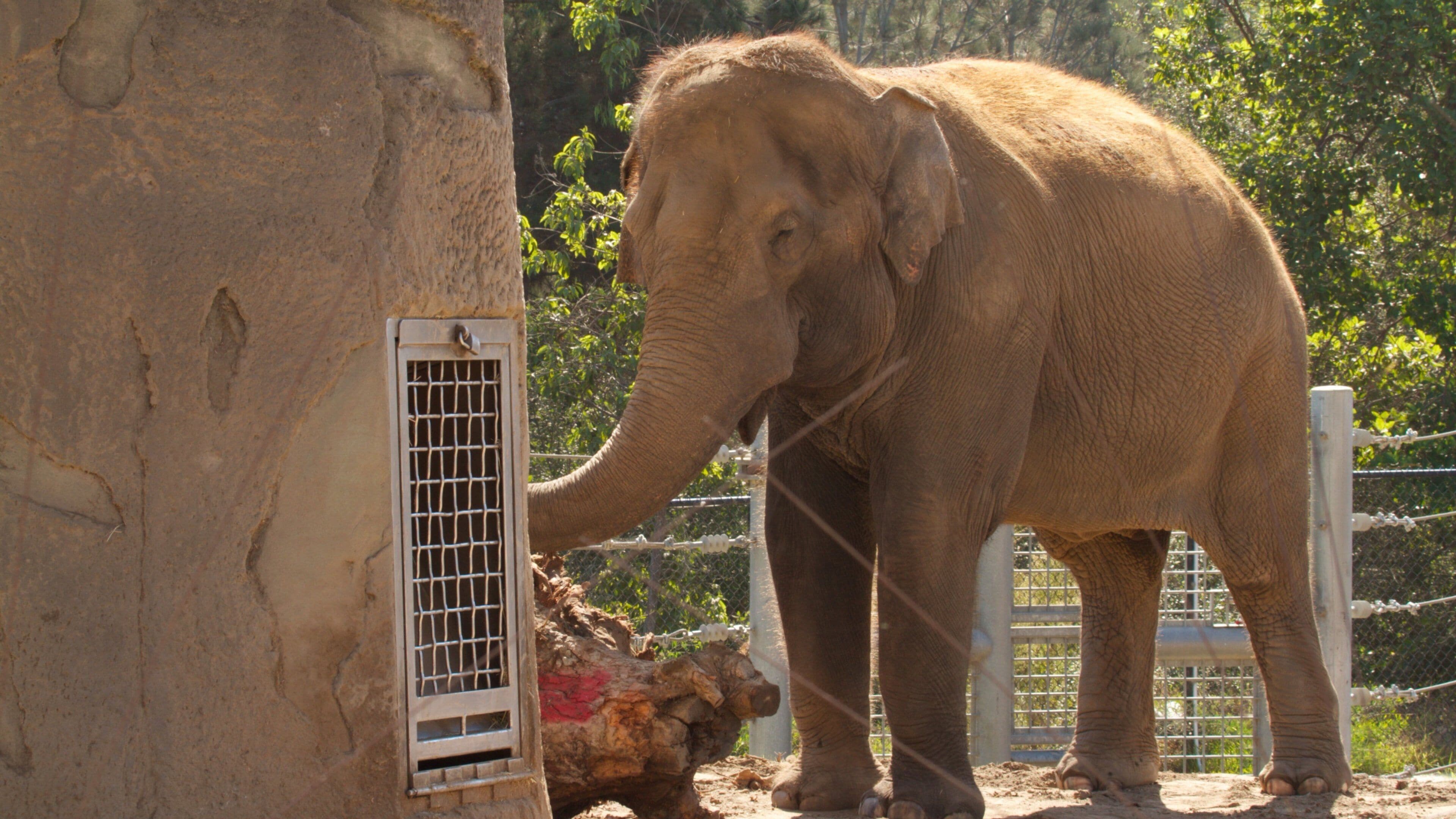 San Diego Zoo featuring zoo animals and land animals