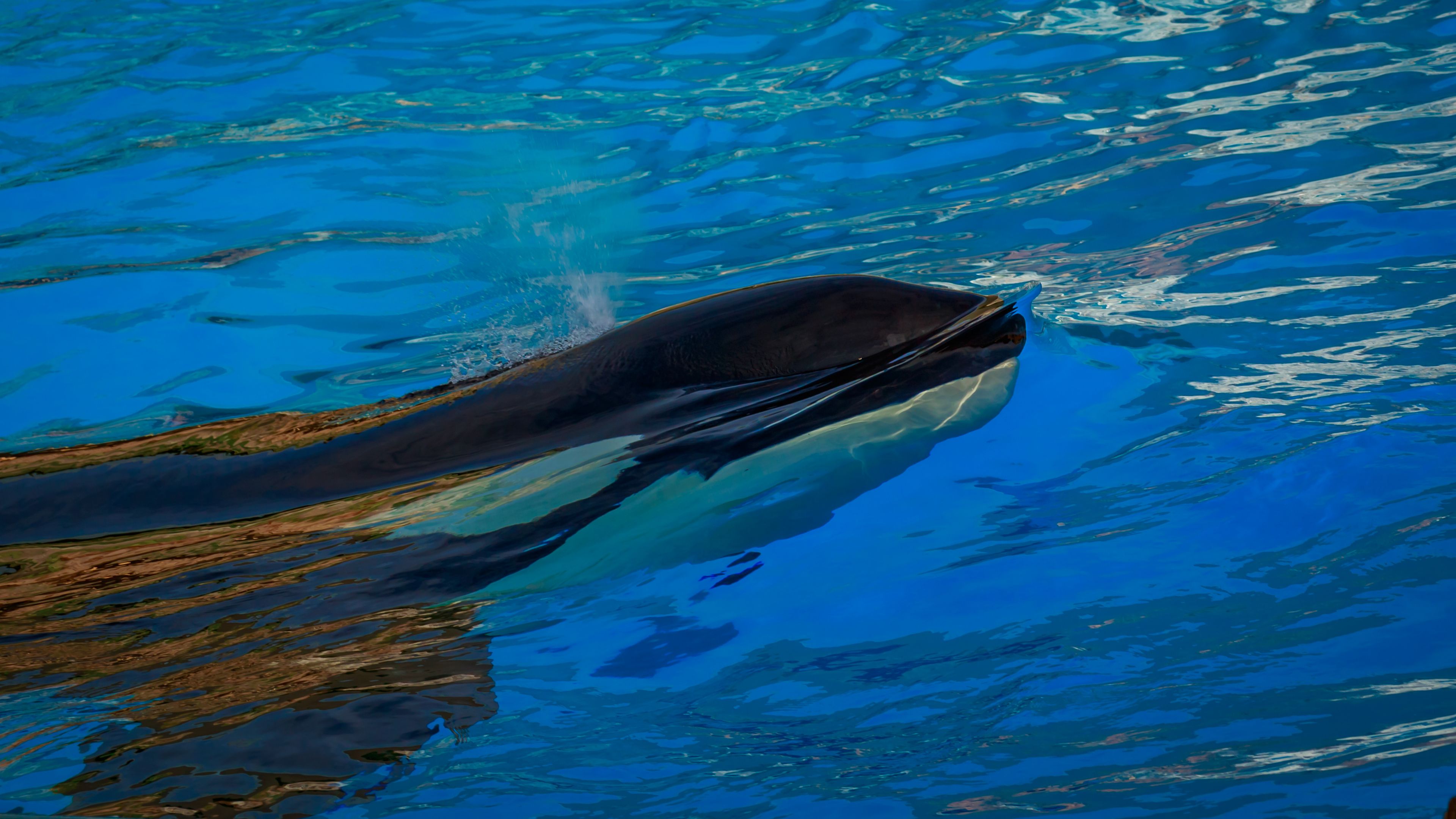 Killer Whale in water