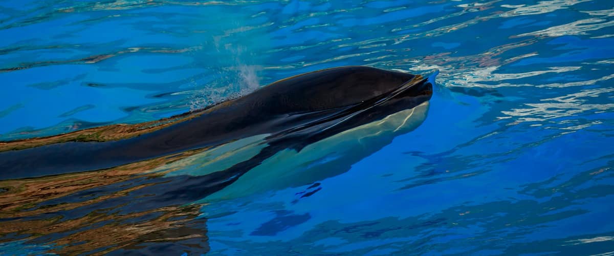 Killer Whale in water