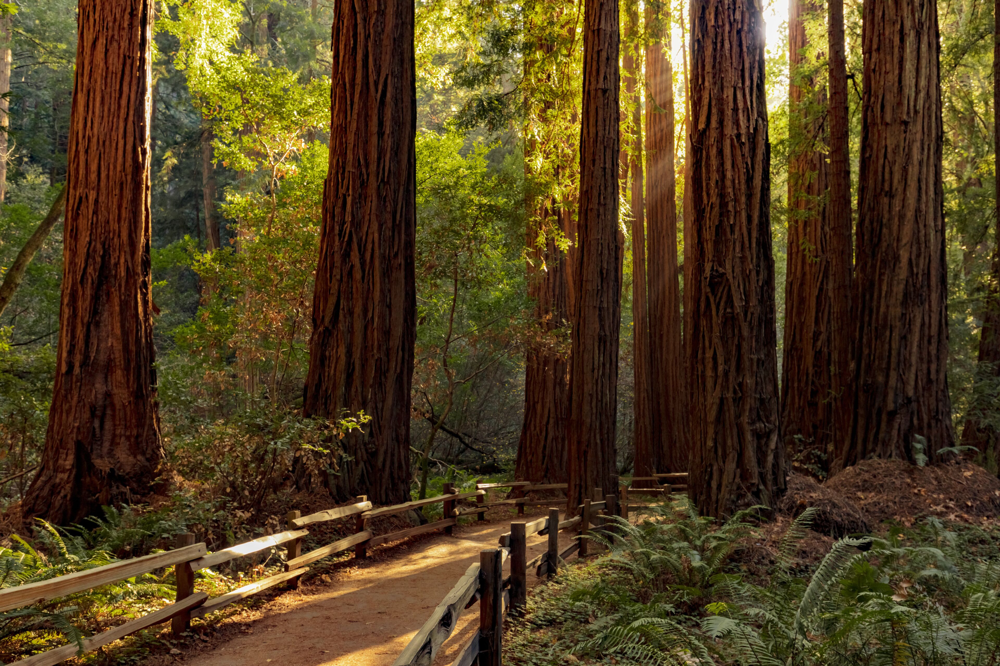 Trail through redwoods in Muir Woods National Monument near San Francisco, California, USA