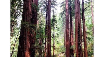 #🌲🌲🌲 so freaking tall and beautiful #home #muirwoods #marin #california #TravelerInCalifornia