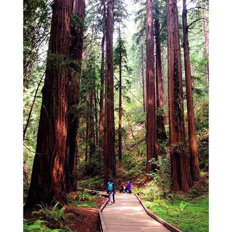 #🌲🌲🌲 so freaking tall and beautiful #home #muirwoods #marin #california #TravelerInCalifornia