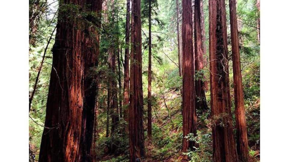 #🌲🌲🌲 so freaking tall and beautiful #home #muirwoods #marin #california #TravelerInCalifornia