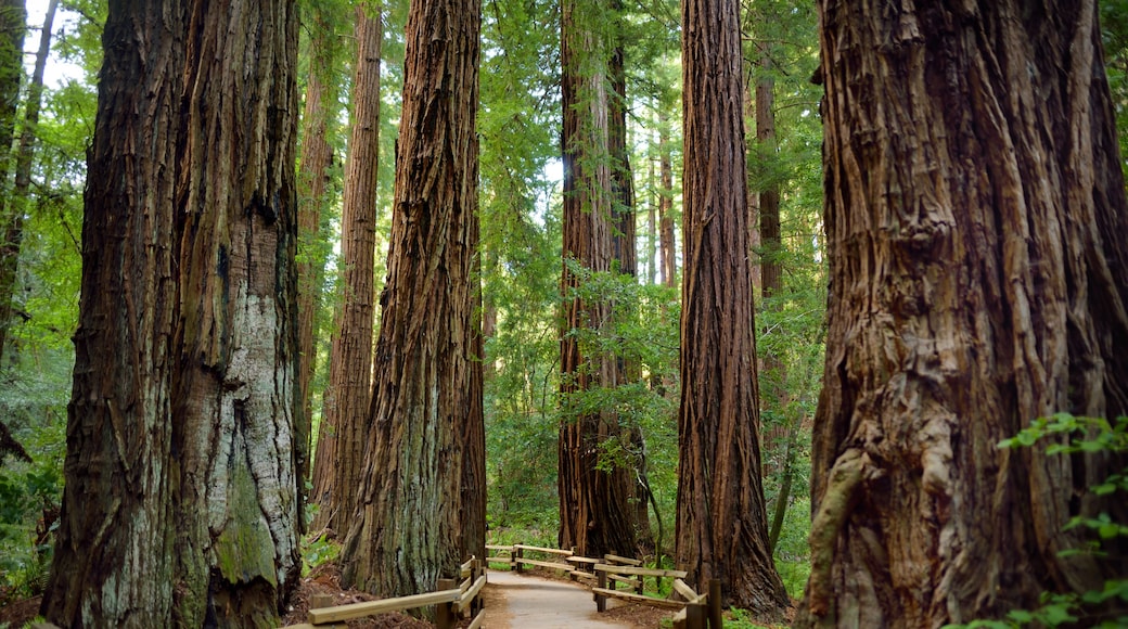 Mill Valley