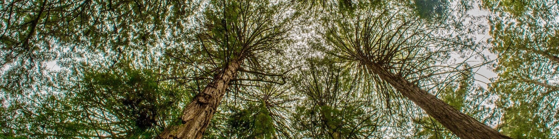 Redwood forest trees!