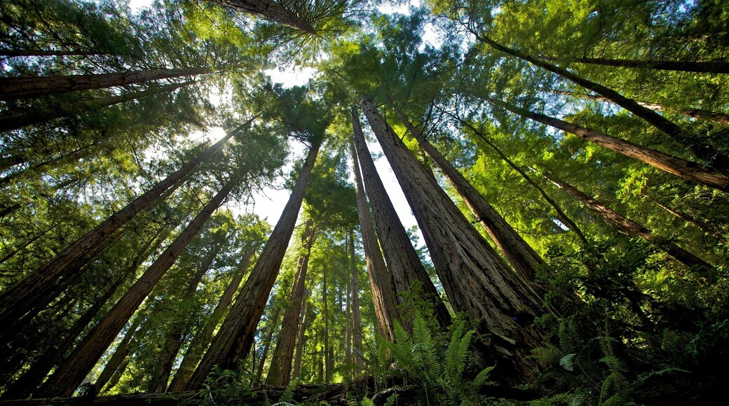 Towering redwoods reach for the sky in Muir Woods National Monument, California, capturing nature's grandeur and peace
