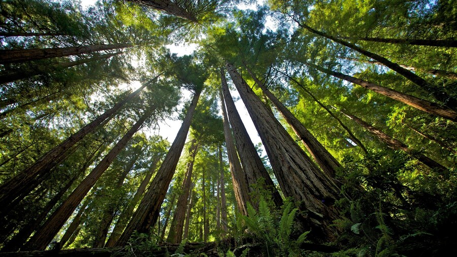 Towering redwoods reach for the sky in Muir Woods National Monument, California, capturing nature's grandeur and peace