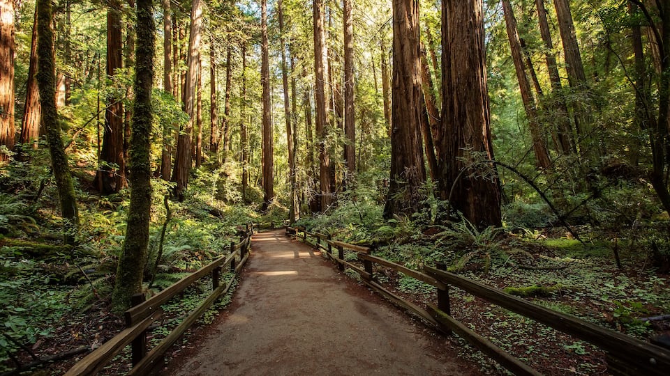 A forested trail with tall trees and a wooden path.