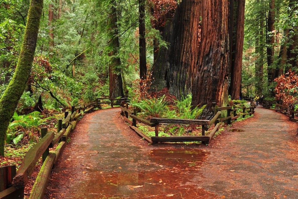 A forested path with a wooden bench and railing, surrounded by tall trees and ferns.