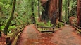 Muir Woods ofreciendo bosques, vistas panorámicas y un jardín