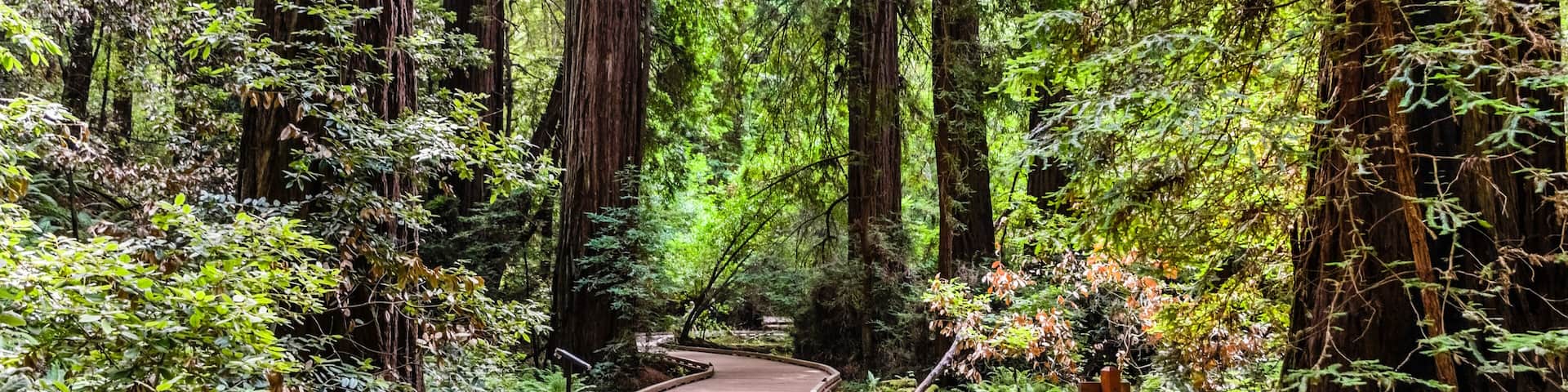 Boardwalk going through the redwood forests of Muir Woods National Monument, north San Francisco bay area, California