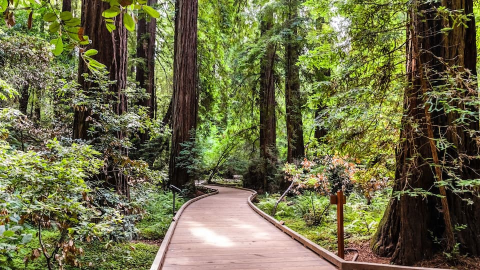 A wooden pathway winding through a dense forest with tall trees and lush greenery.