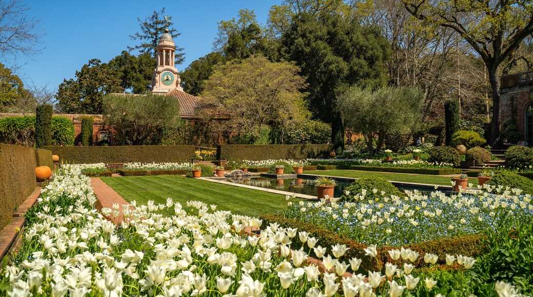 Beautiful view of the garden with white tulips and the clock tower, Filoli Garden