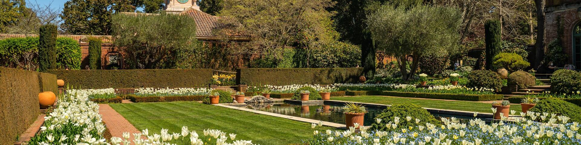 Beautiful view of the garden with white tulips and the clock tower, Filoli Garden