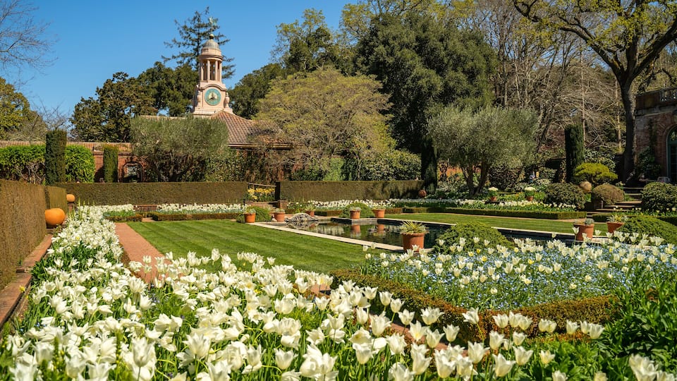 A garden with white tulips, a clock tower, and a pond.