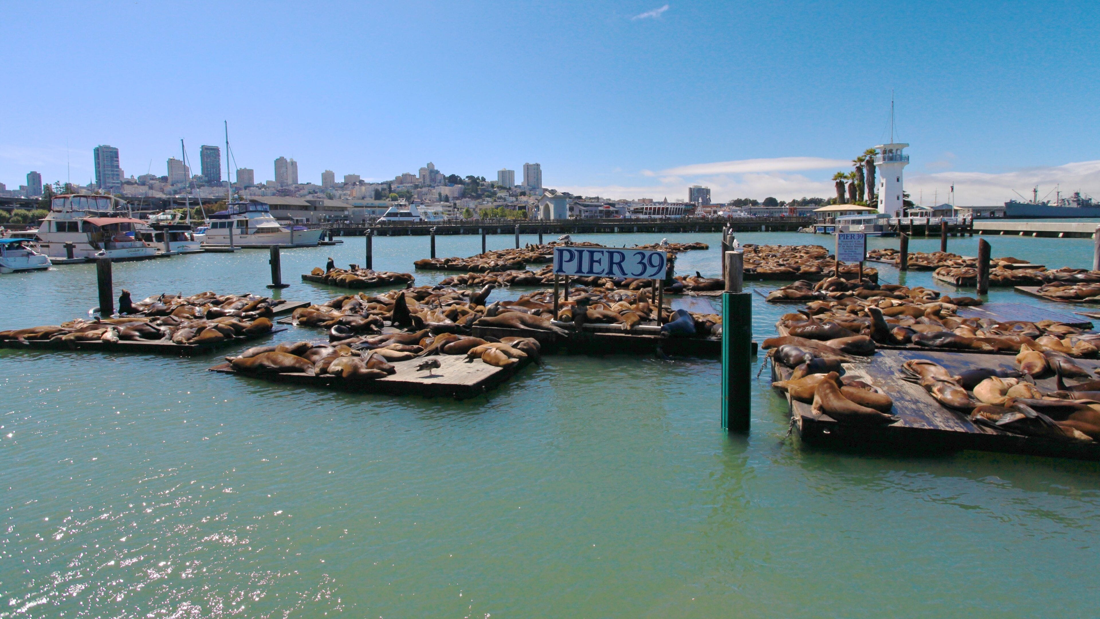 Seal lions basking under the sun at Pier 39 in San Francisco with city skyline in the background