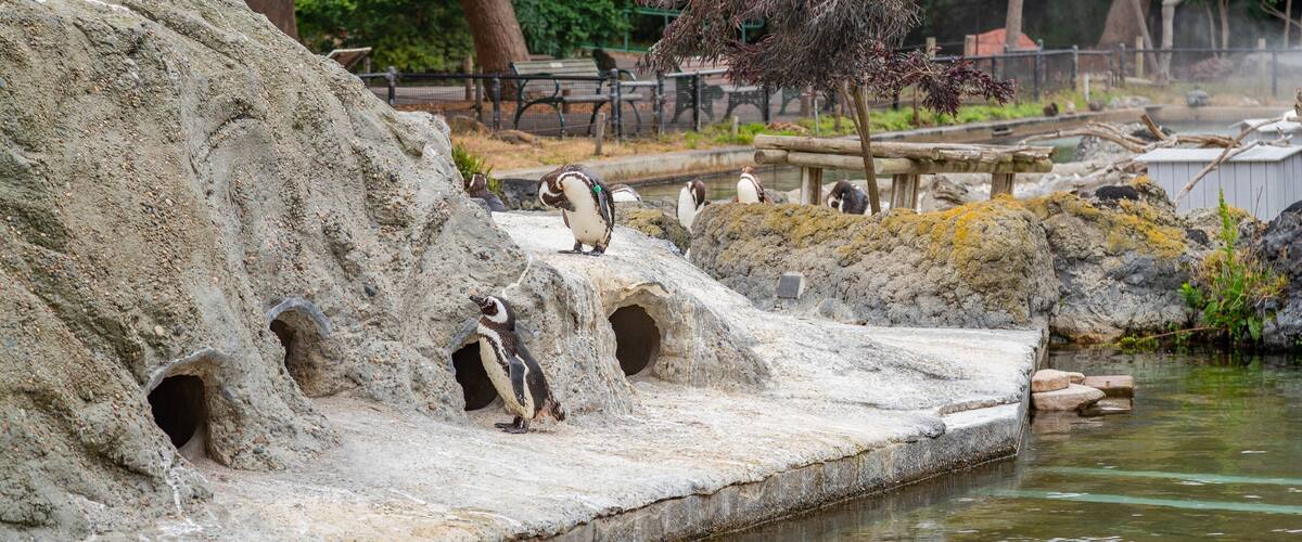 San Francisco Zoo