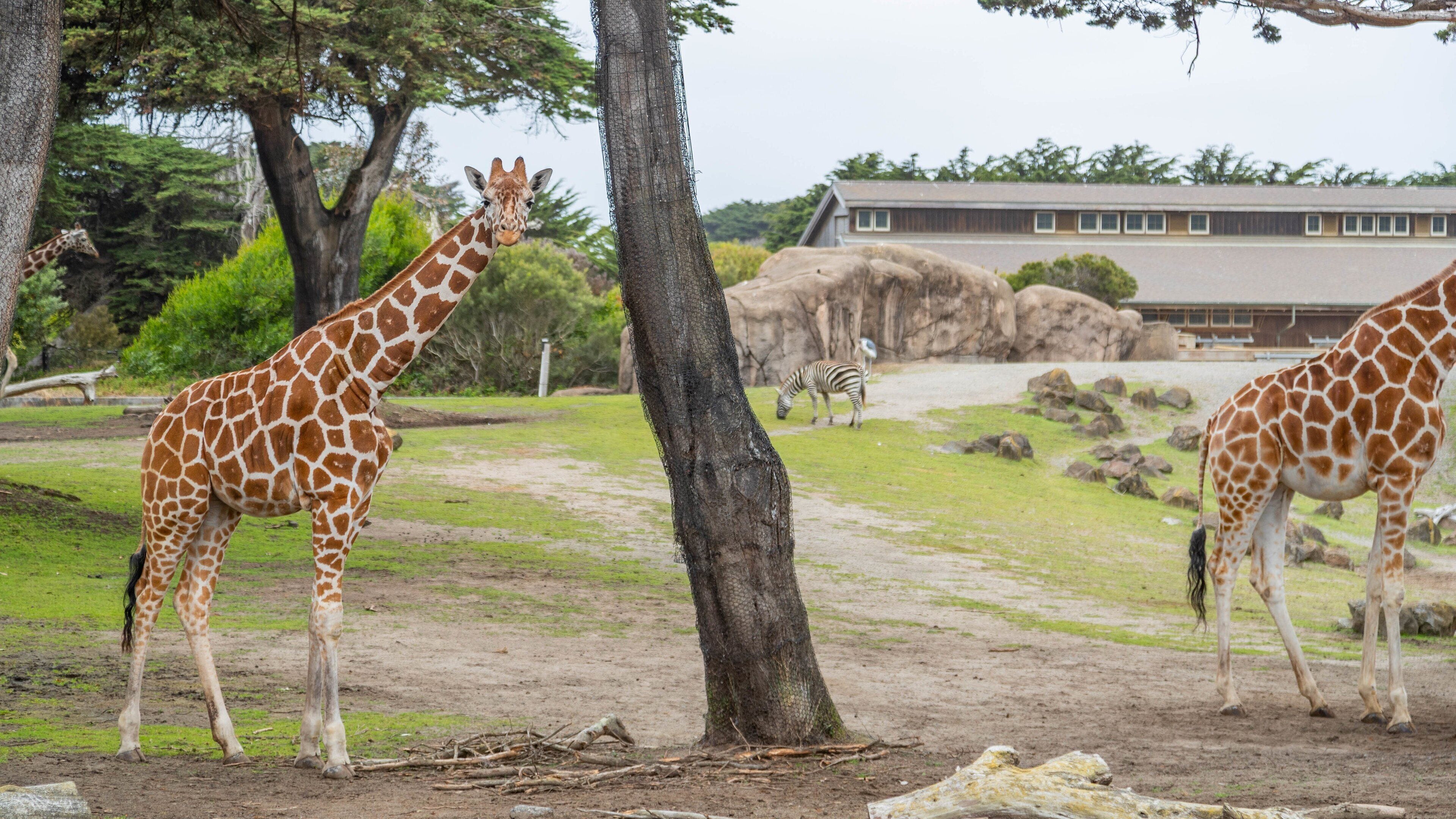 Une girafe et un zèbre dans un enclos de zoo, avec des arbres et un bâtiment en arrière-plan.