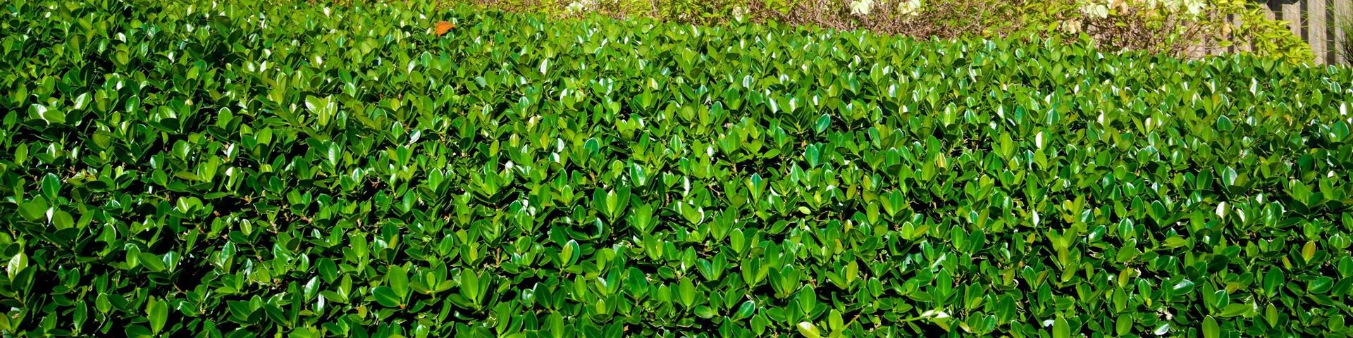 Casa Bacardi which includes a park and signage