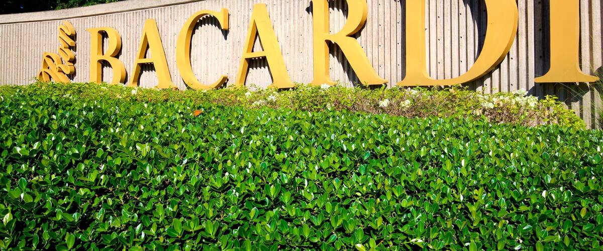 A large sign with the letters "BACARDI" in gold against a wooden background, surrounded by green foliage.