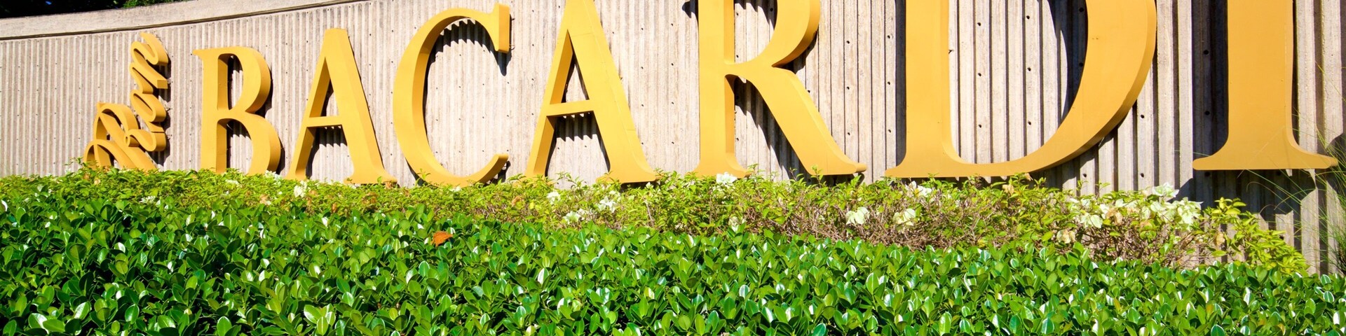 A large sign with the letters "BACARDI" in gold against a wooden background, surrounded by green foliage.