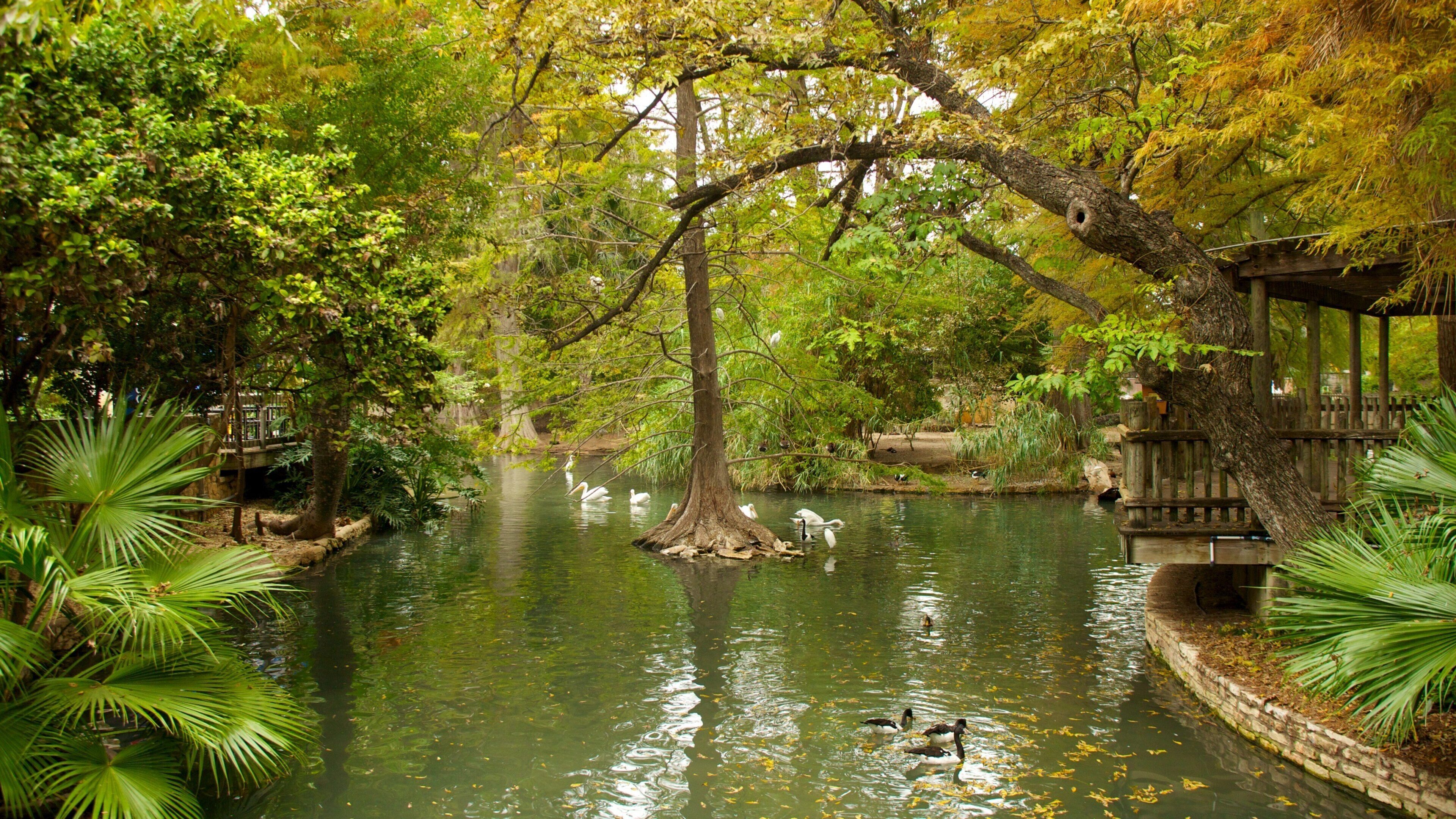 San Antonio Zoo and Aquarium featuring a park, zoo animals and landscape views
