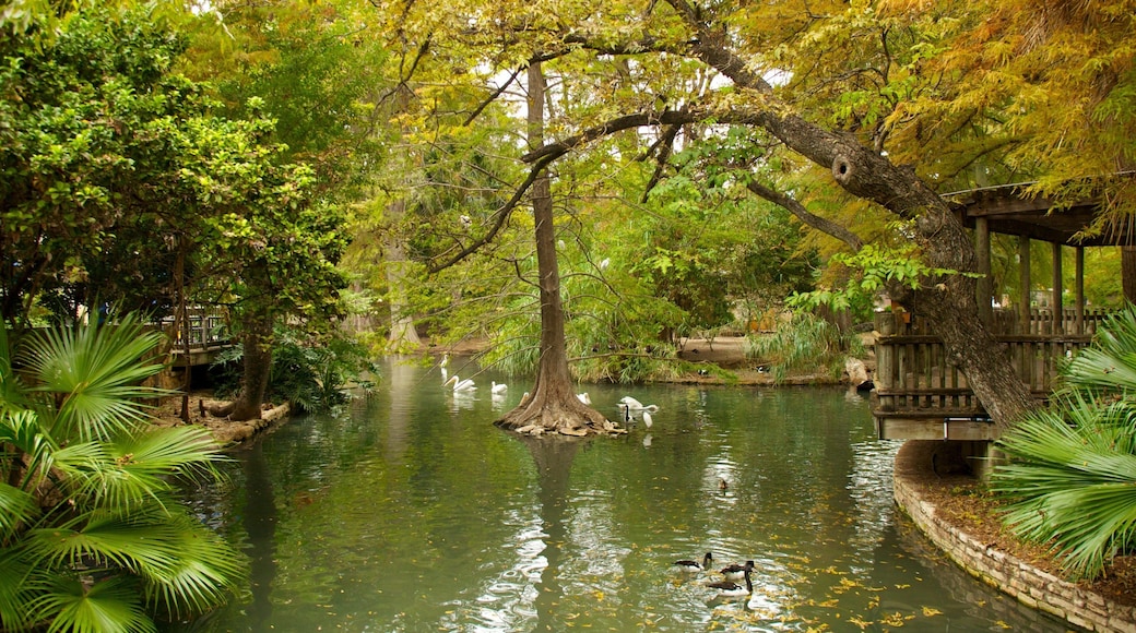 San Antonio Zoo and Aquarium featuring a park, zoo animals and landscape views