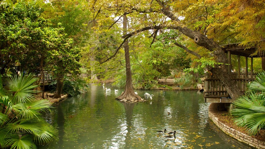 Exploring the serene waters and lush vegetation of San Antonio Zoo and Aquarium in Texas