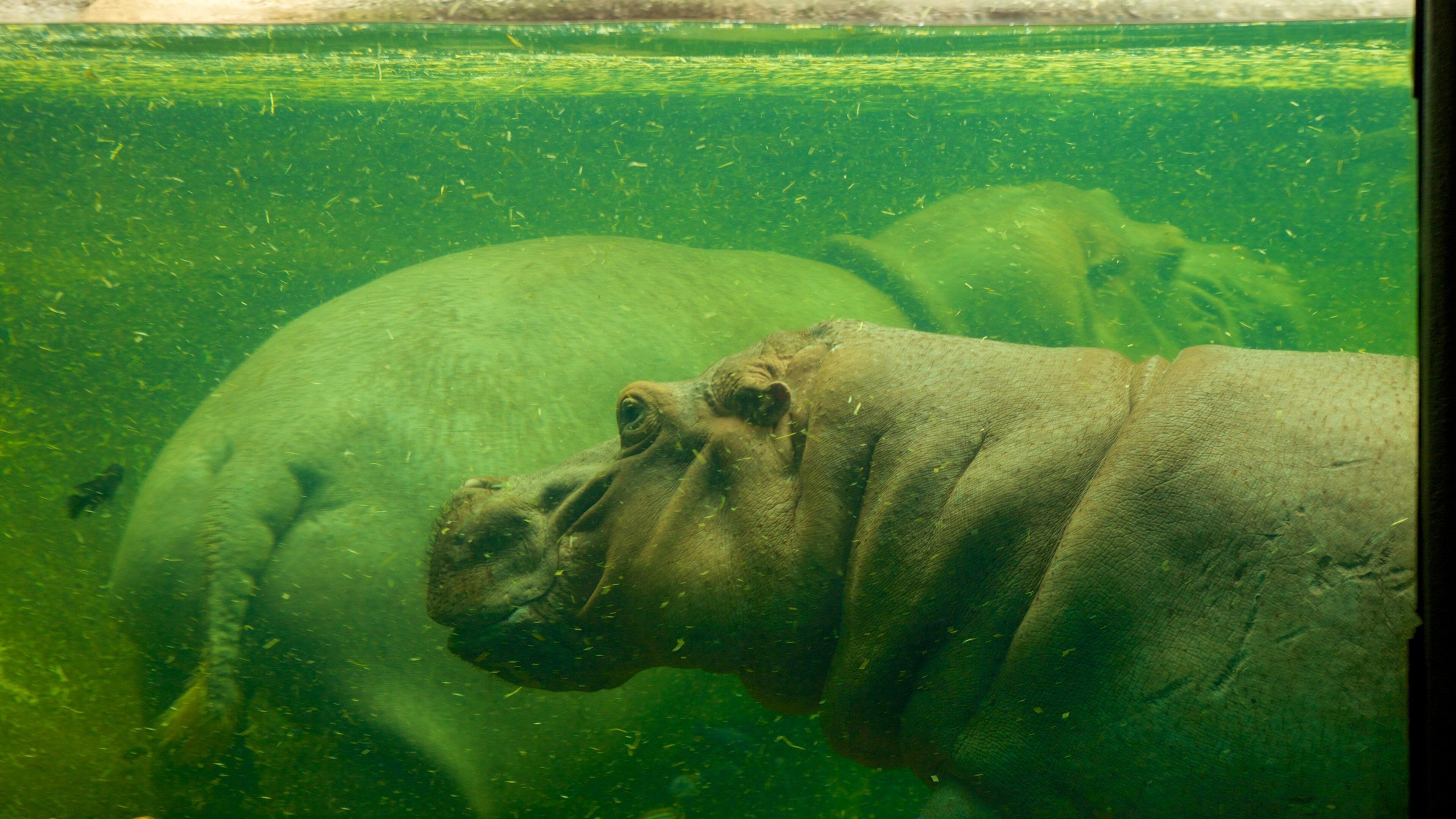 San Antonio Zoo and Aquarium which includes interior views, zoo animals and marine life