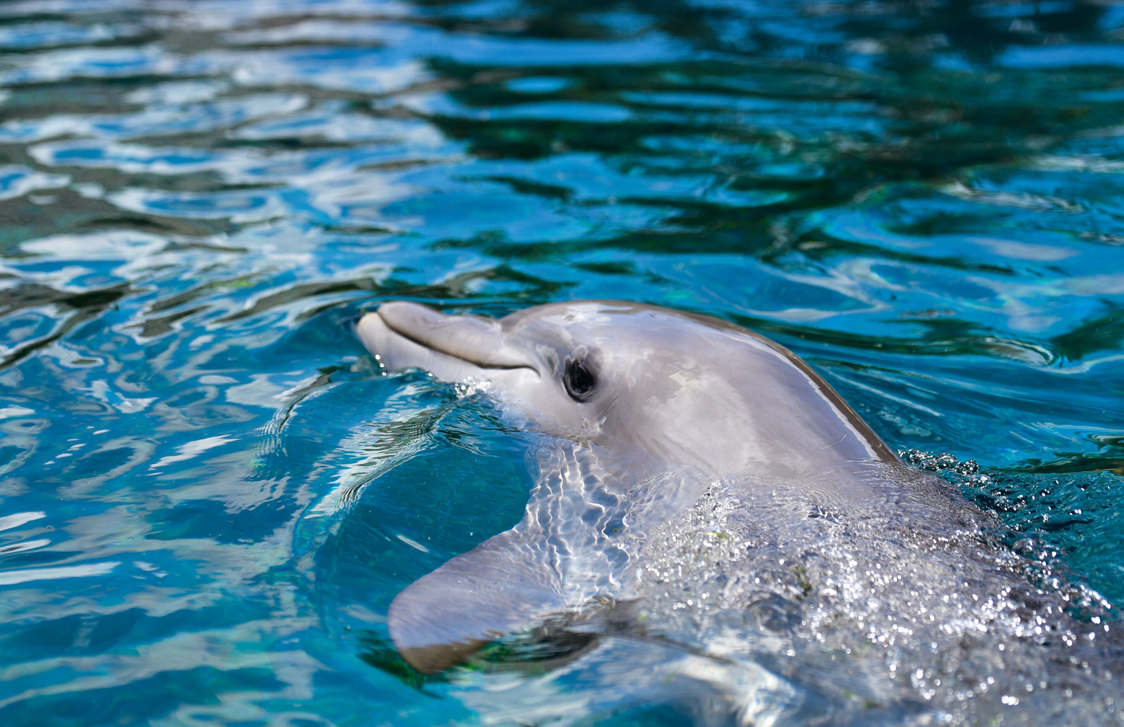 San Antonio SeaWorld