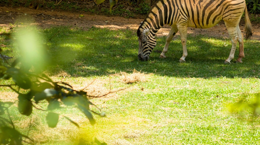 Zebra, animal em exposição no Zoológico Municipal de São Paulo, Brasil.