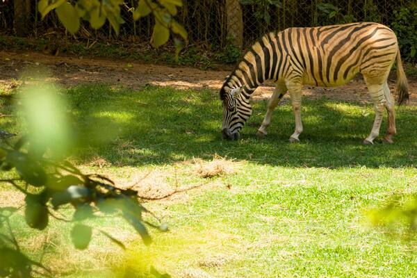 Zebra, animal em exposição no Zoológico Municipal de São Paulo, Brasil.