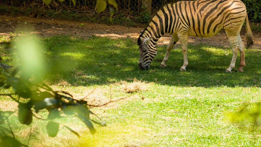 Dierentuin van São Paulo