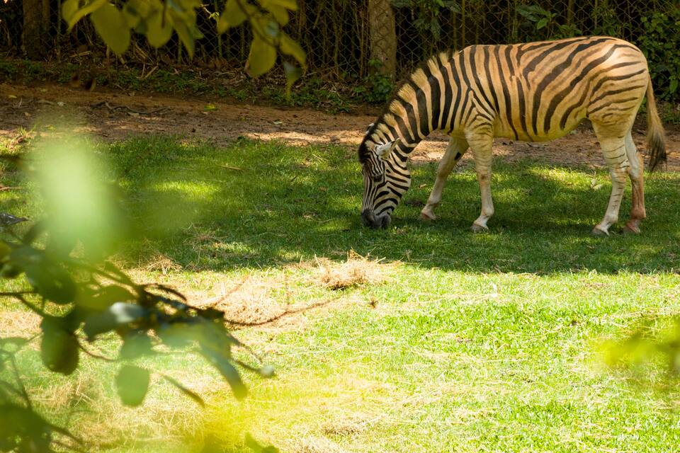 A zebra grazing in a grassy enclosure with a fence and trees in the background.
