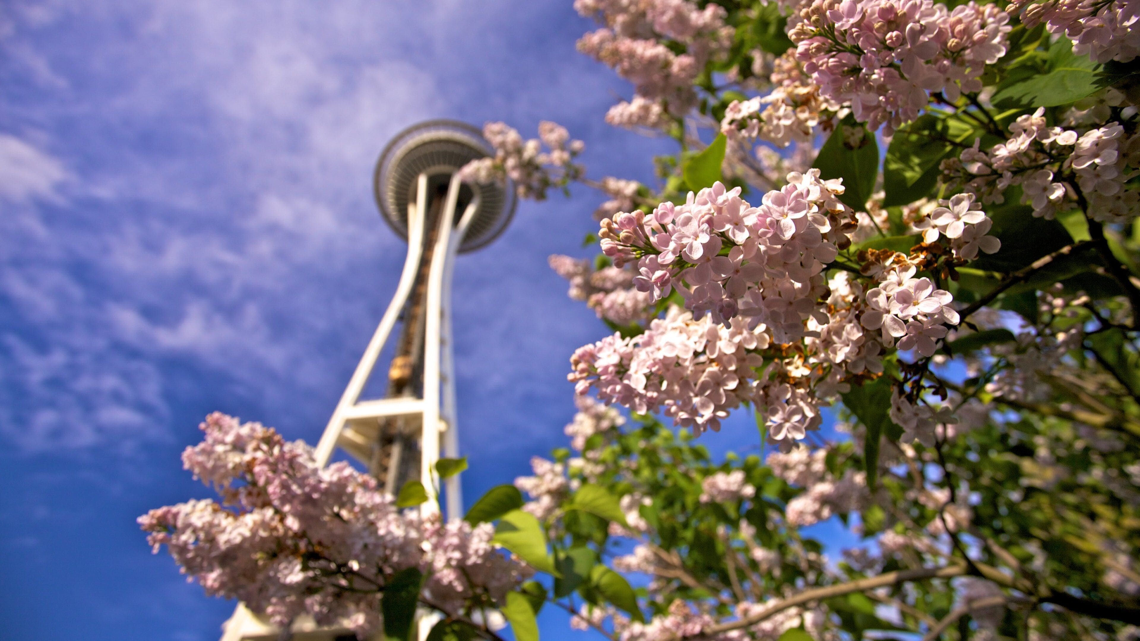Beautiful blooms frame the Space Needle under a clear sky in Seattle, Washington during springtime