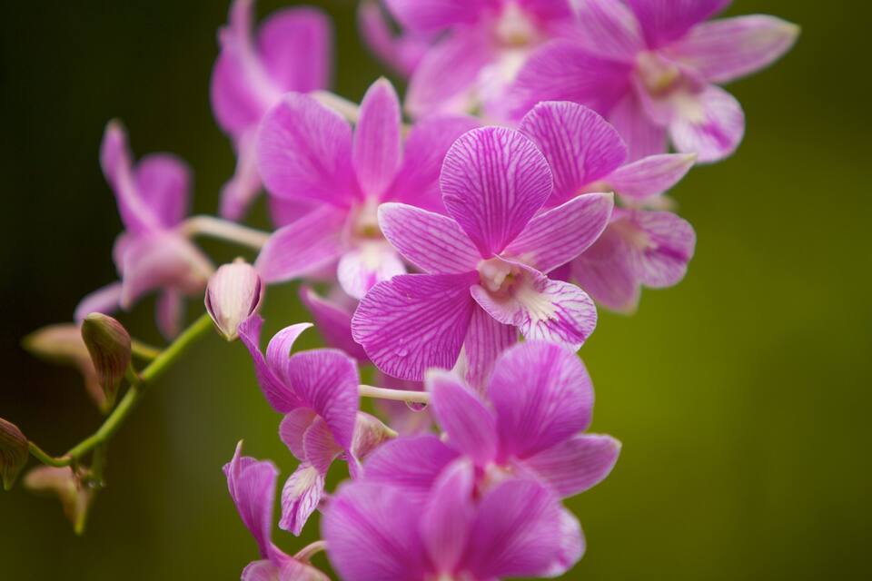 Um grupo de orquídeas rosa com nervuras visíveis nas pétalas.