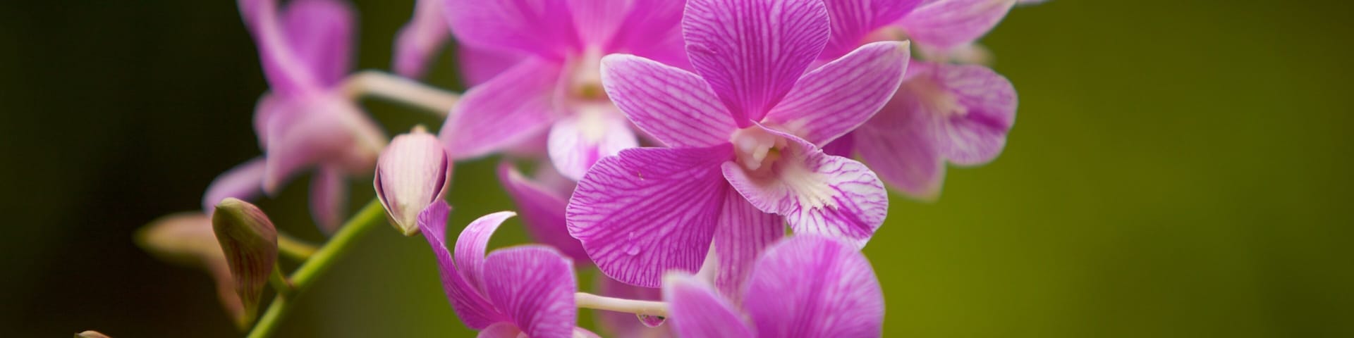 Singapore Botanic Gardens que incluye un parque, flores y flores silvestres