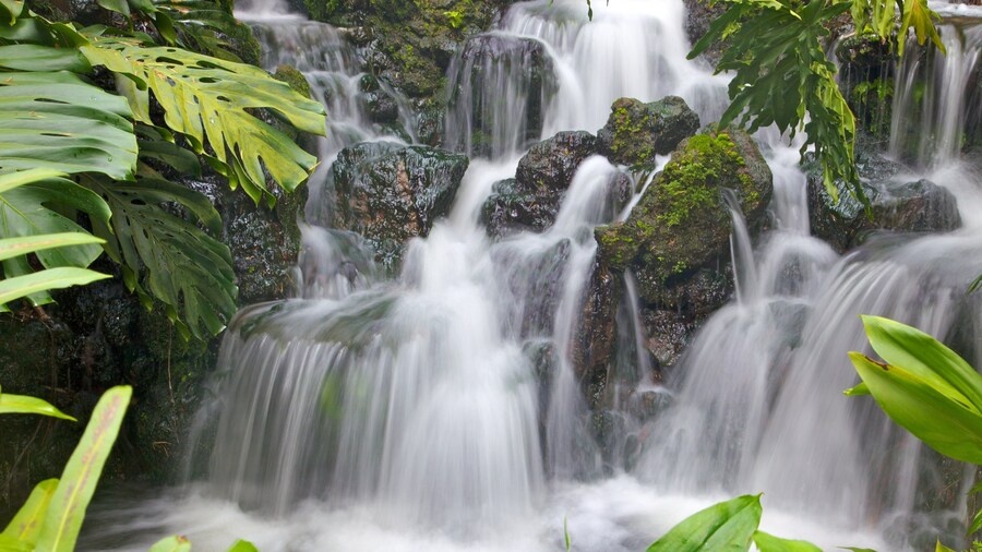 Singapore Botanic Gardens showing tropical scenes and a waterfall